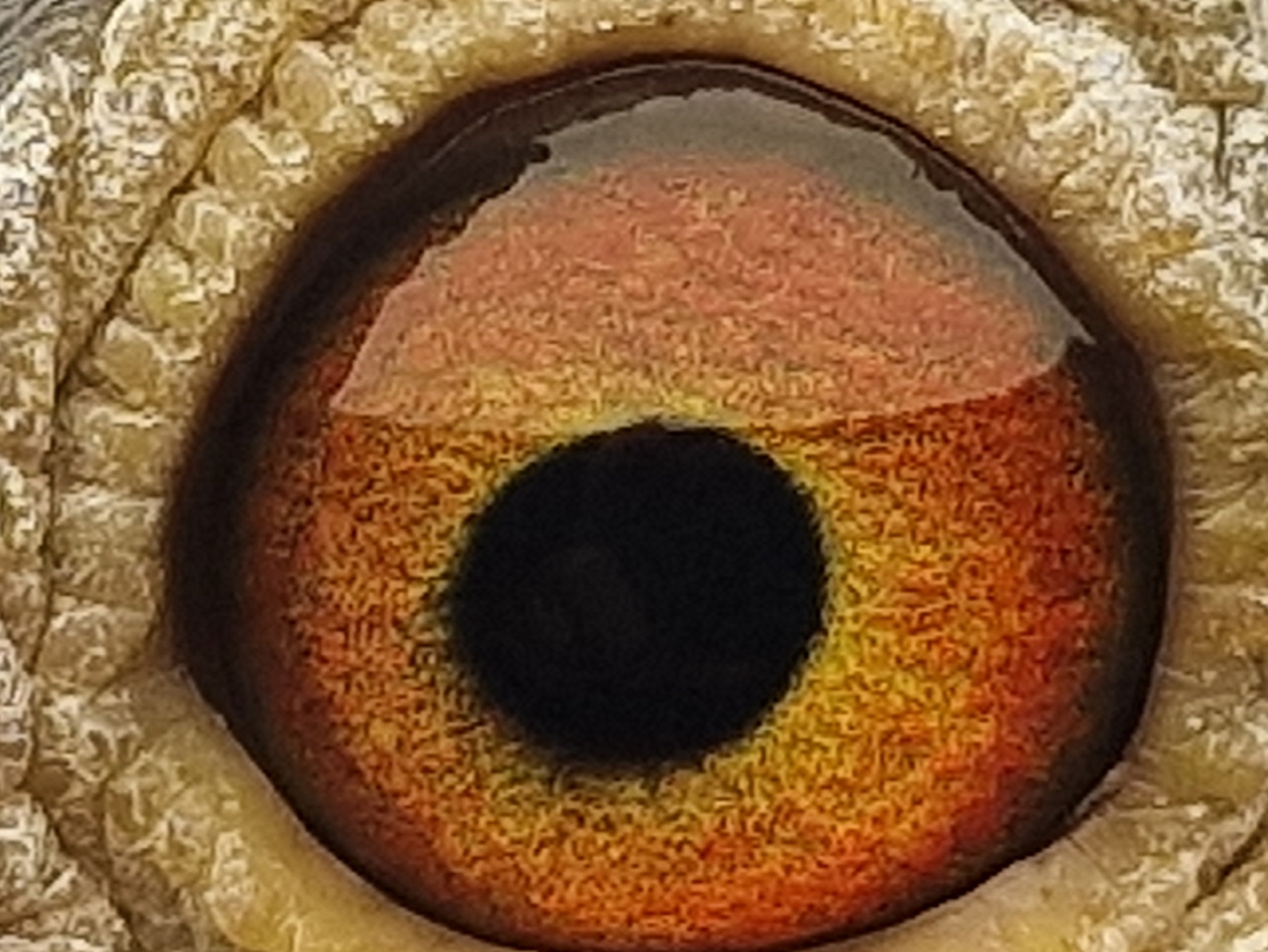 Pigeon eye